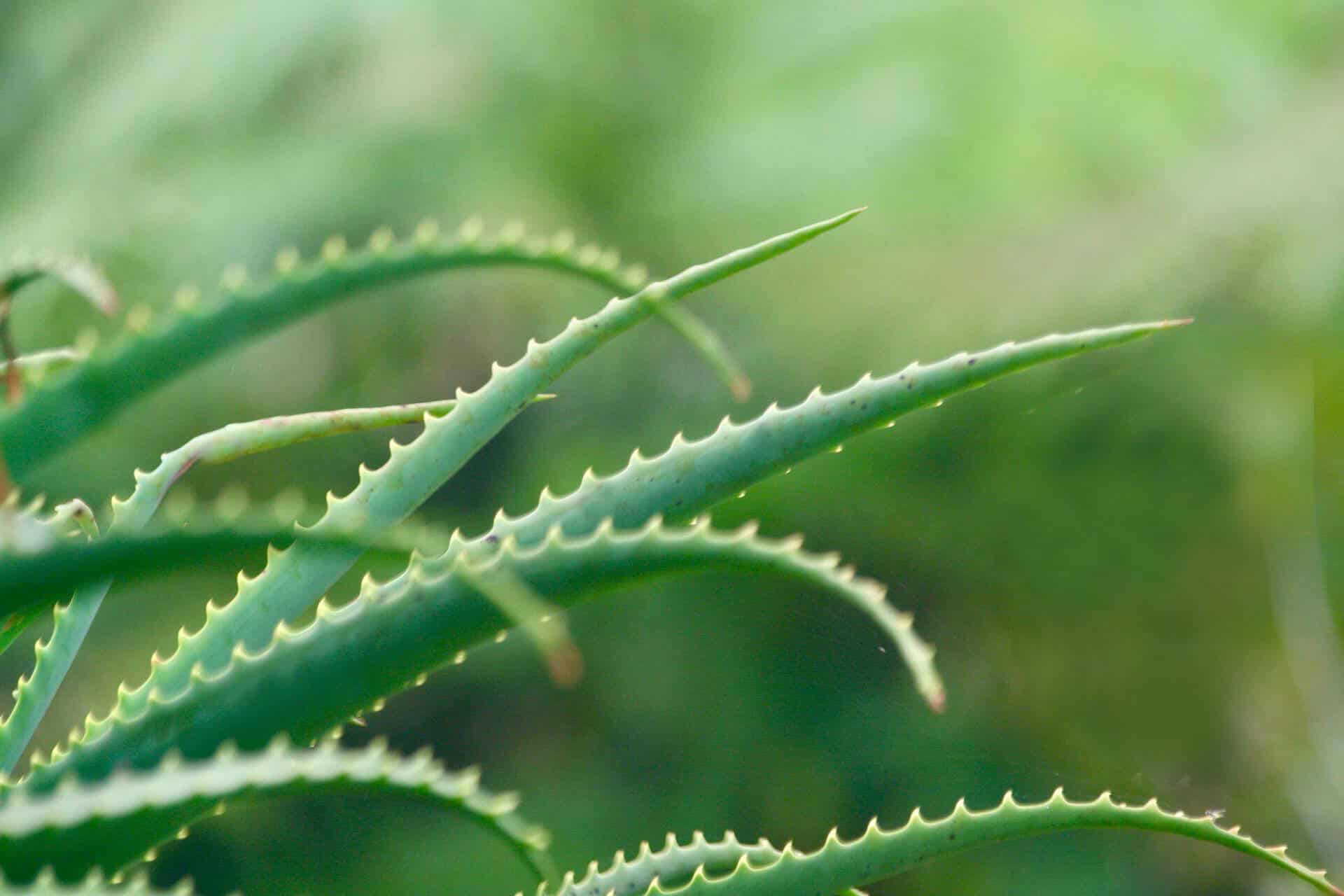 Aloe Vera